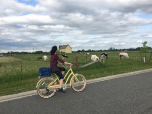 Women on bicycle, cycling past a field of cows on a cloudy day
